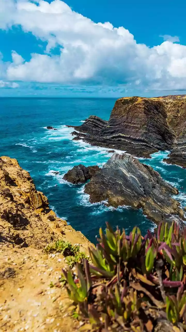 Rock Samphire: The Undiscovered Coastal Superfood Packed with Nutrients