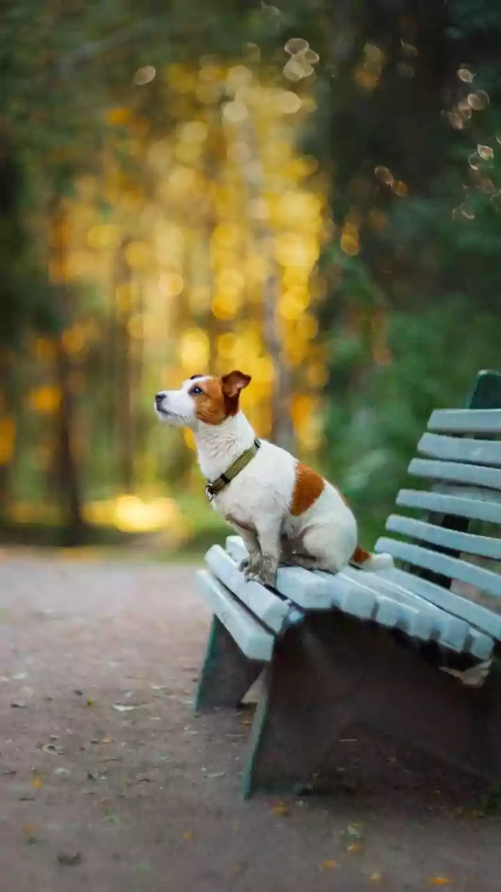Seu cão anda agitado ou dormindo demais? A culpa pode ser da nova frequência da Terra