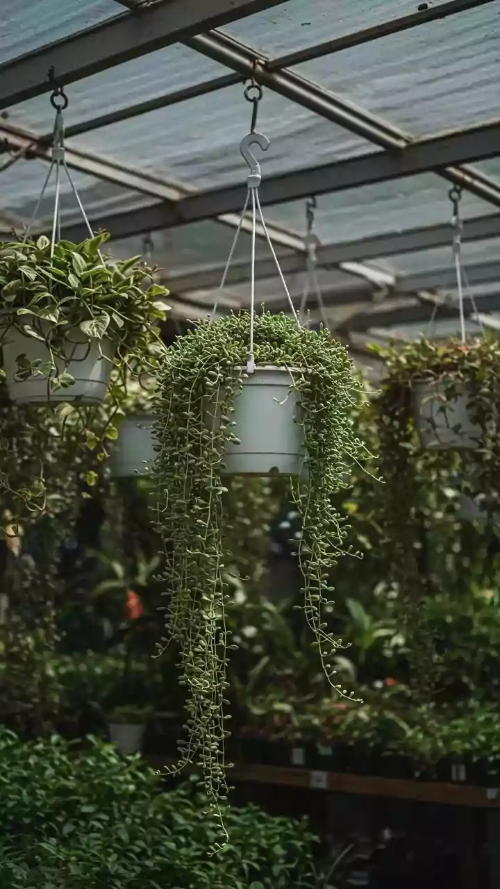 Cultivate Tropical Bliss: Your Guide to Growing Passionfruit Indoors