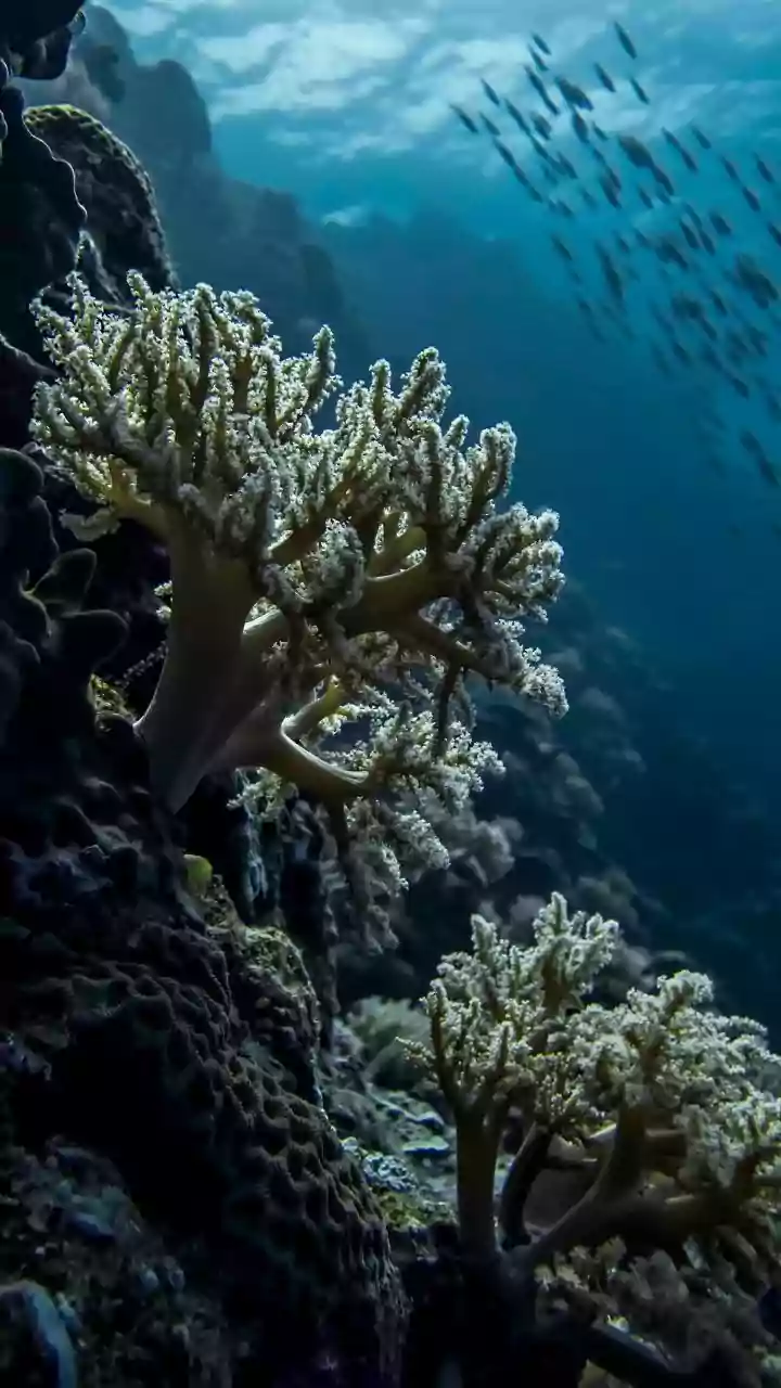 Sustainable Tourism Practices To Follow When Visiting Sensitive Lakshadweep Coral Ecosystems This Season