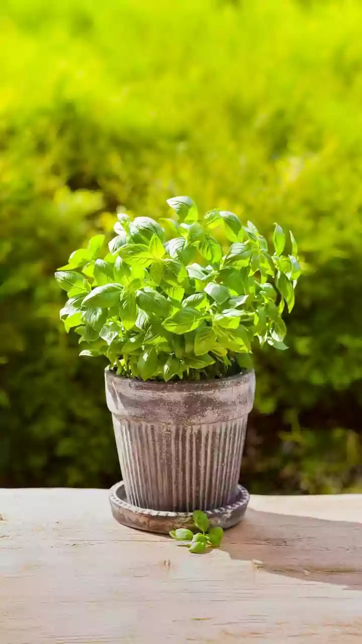 From A Single Pot To Several Containers, Herb Gardening Can Start Small And Expand Gradually