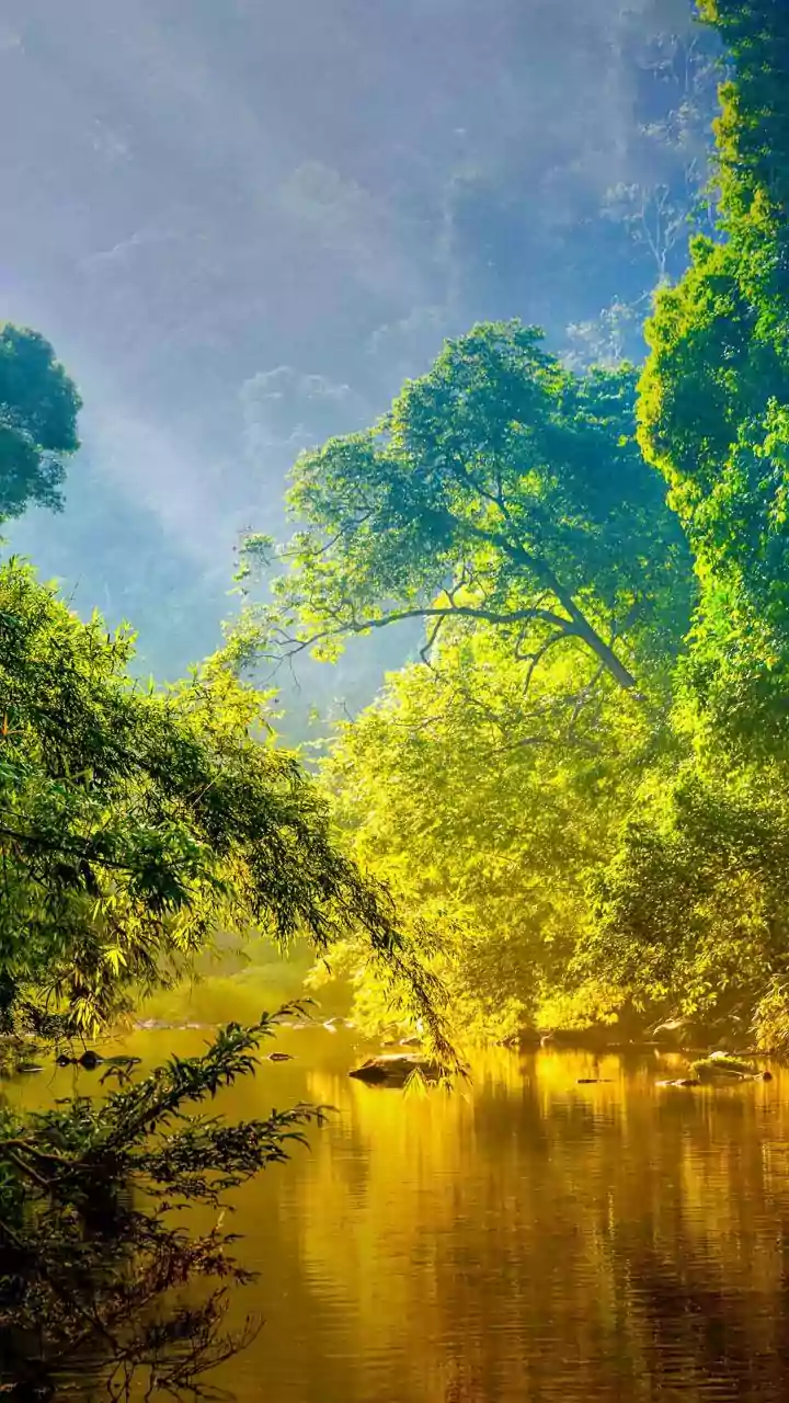 5 Jungle Survival Tactics: Lessons Beyond the Wild