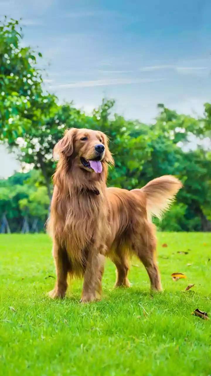 Basic Kibble Has New Competition In India