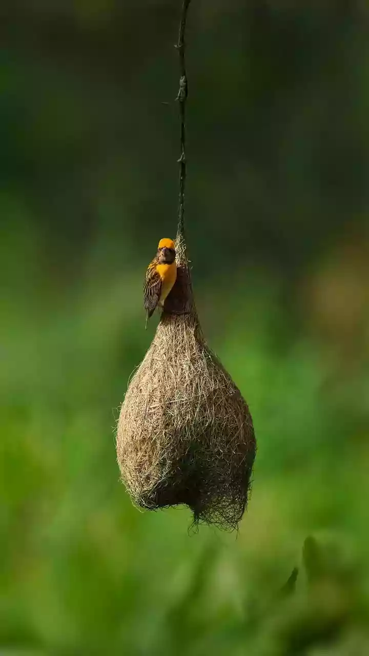 Beyond Birds: 5 Amazing Animals That Build Incredible Nests