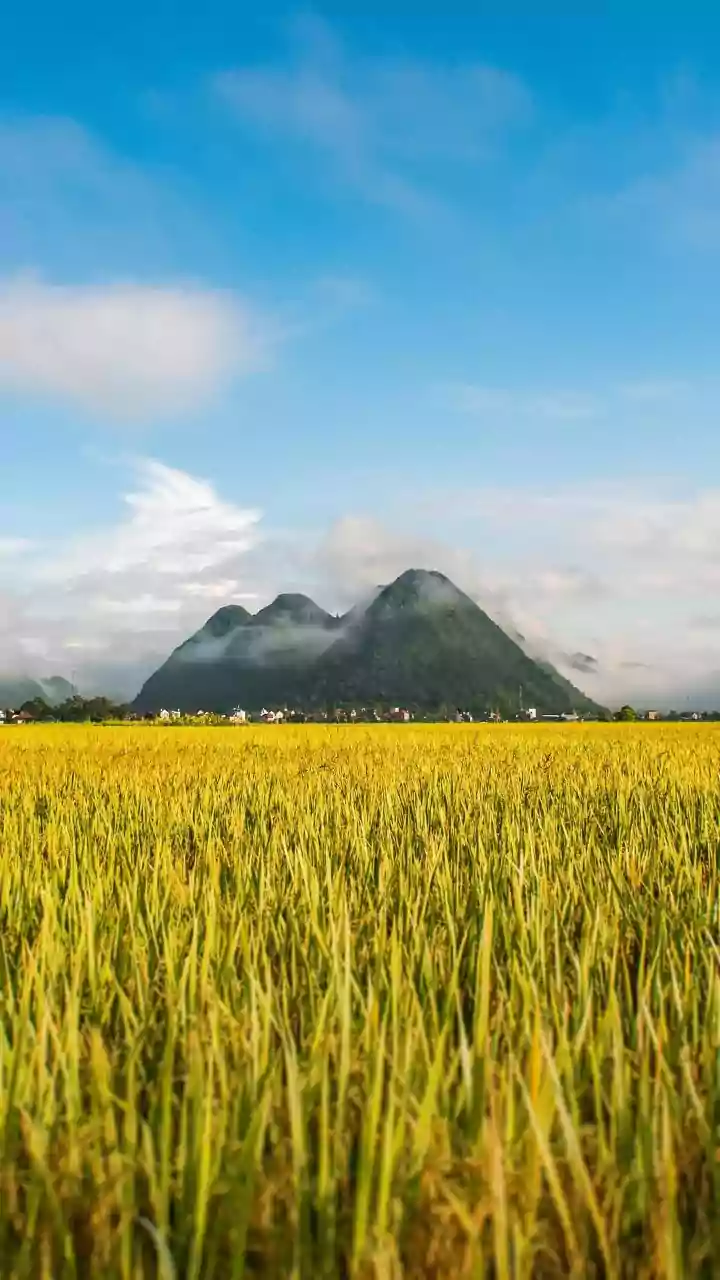 The New Cross-Country Rice Survey: A Reader Guide To Production Forecast Reliability