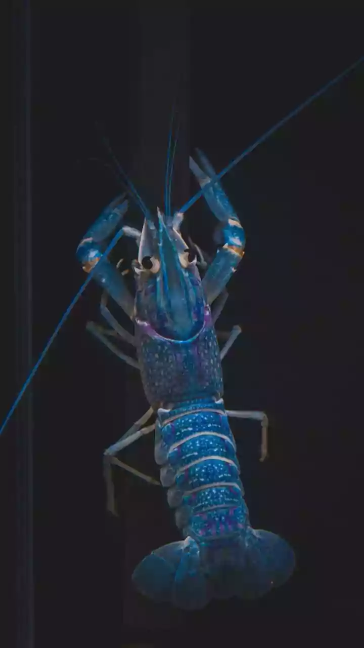 Lagosta de duas cores rara é encontrada nos EUA