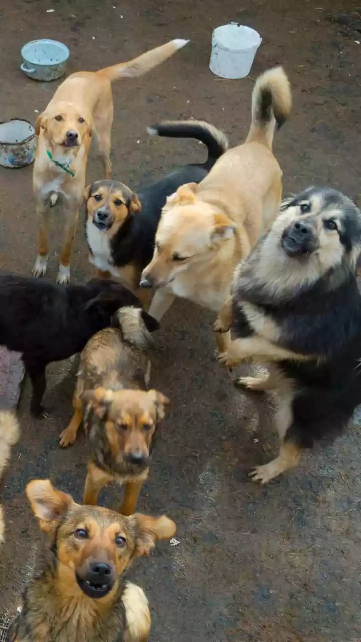 Sterilisation of stray dogs undertaken in areas around Tadoba tiger reserve