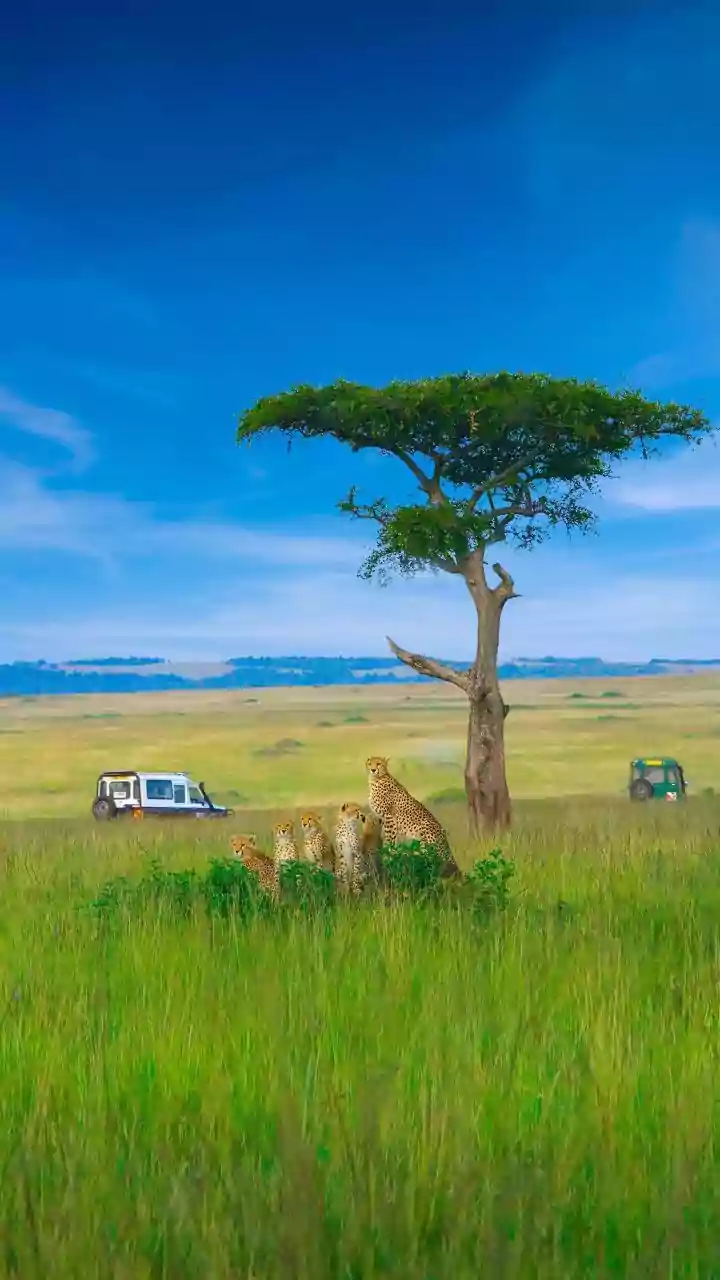 Planning Your Unforgettable Tanzanian Safari Adventure