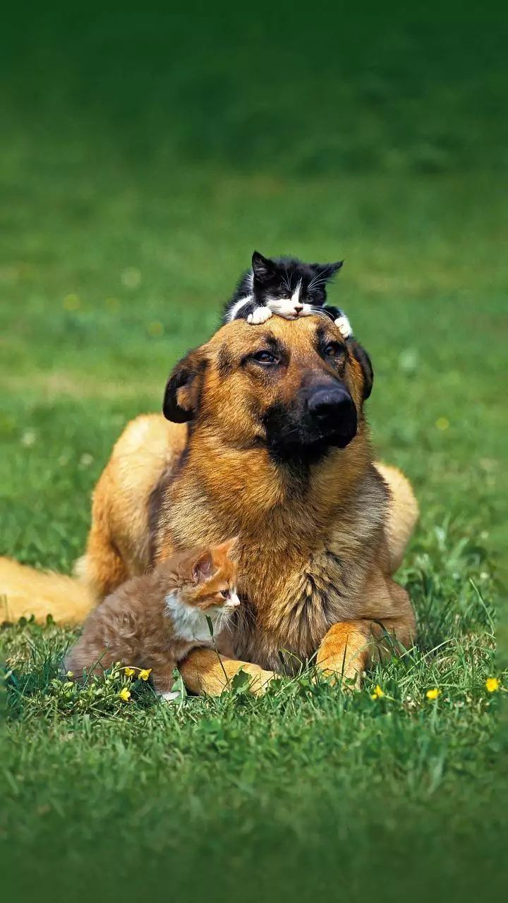 Sunlight memes trend as pet parents share warm moments