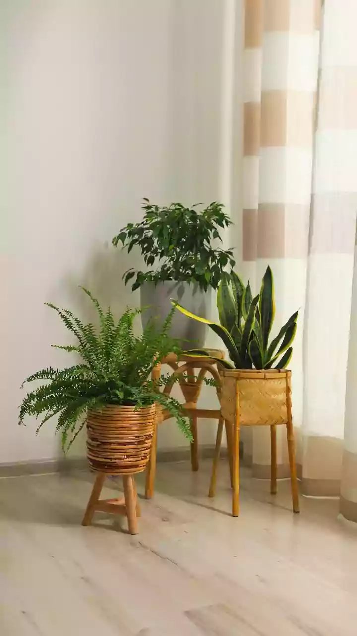 Indoor plants: 5 supports to keep stems upright