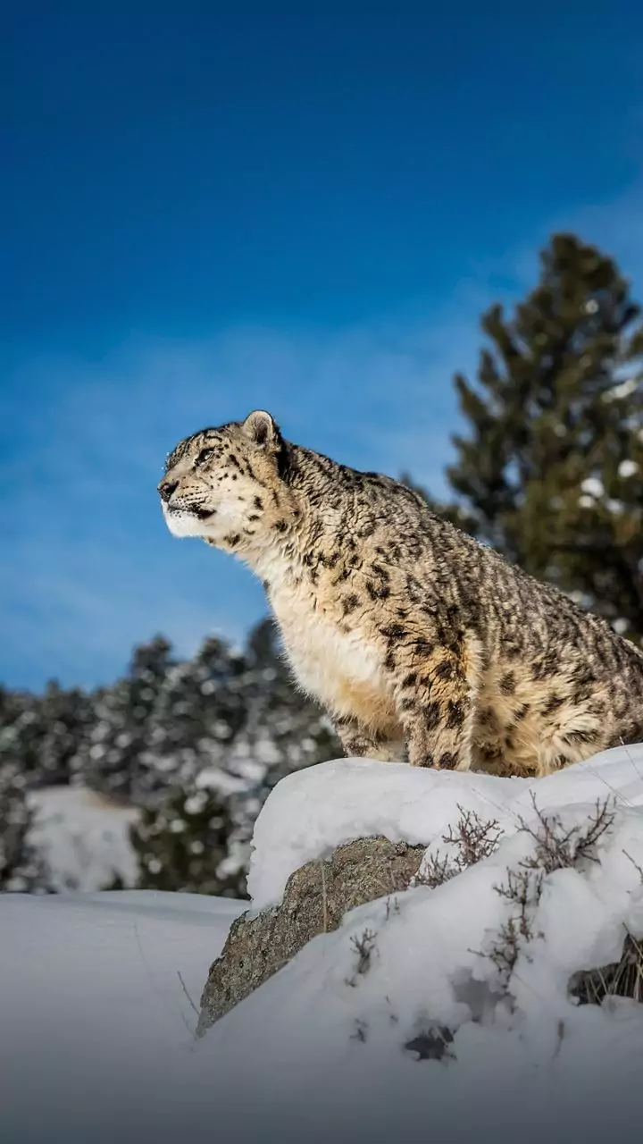 Uttarakhand govt to soon launch 'Snow Leopard Tour'