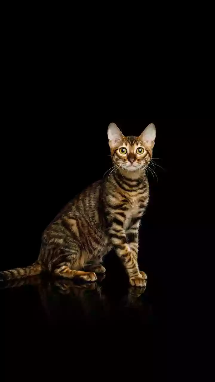 Wild at Heart: 5 Domestic Cat Breeds That Channel Their Inner Big Cats