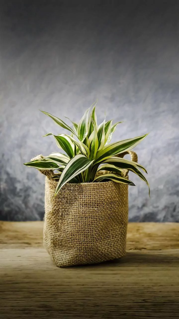 Houseplants Can Remain in the Same Pot When Roots and Drainage Are Healthy