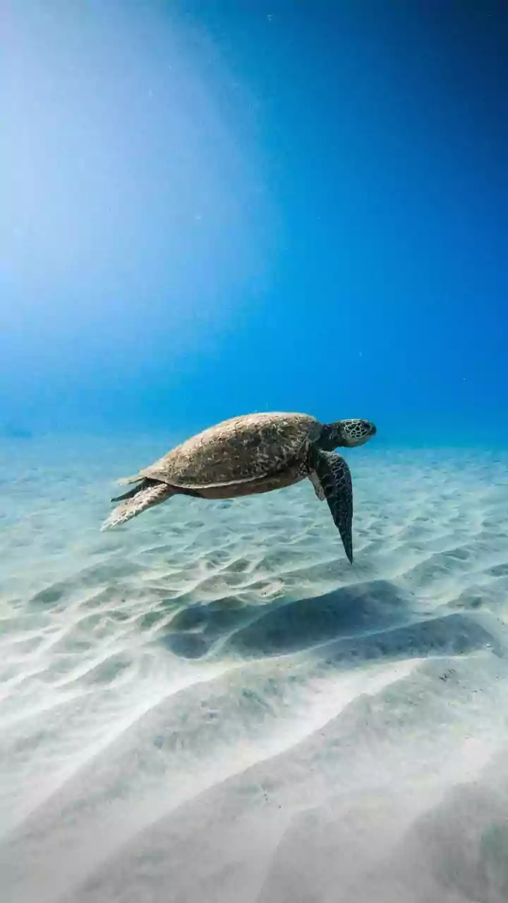 How Migratory Animals Rely On Earth's Magnetic Field Lines For Navigation Across Seas