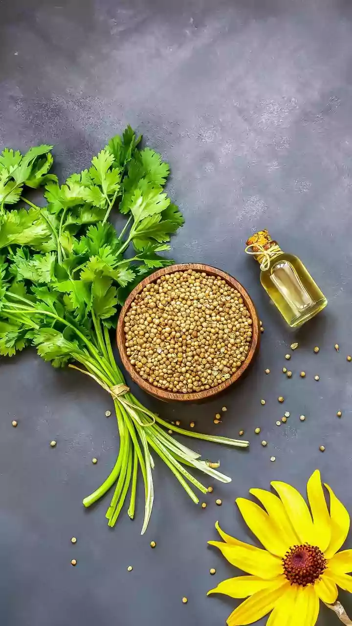 How To Plant Fresh Tulsi Mint And Coriander Seeds In Compact Home Windowsill Containers