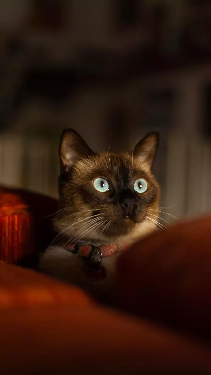 Por que os gatos empurram objetos de bordas de propósito?