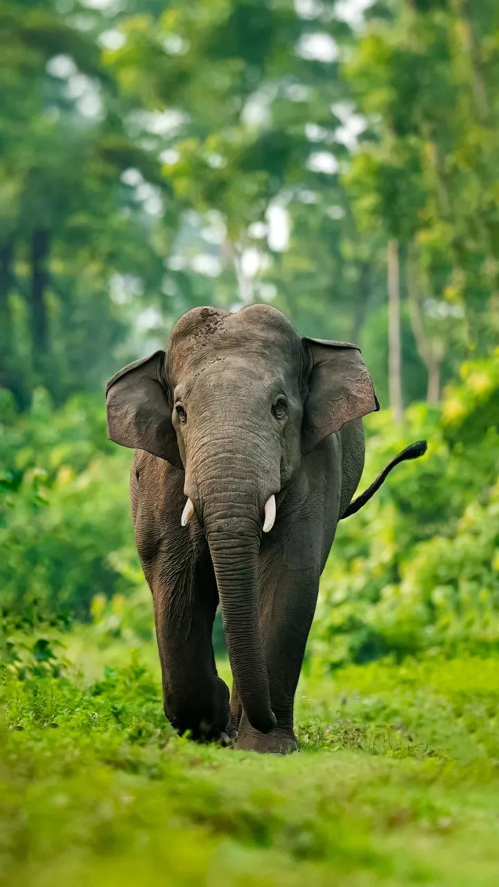 Train movement disrupted in Assam after 7 elephants killed on tracks