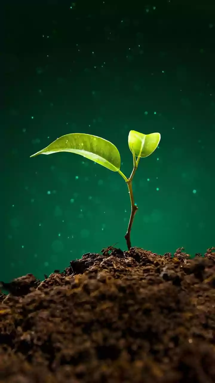 Agri Forums Warn Delayed Indian Rainfall Demands Holding Seeds Sowing