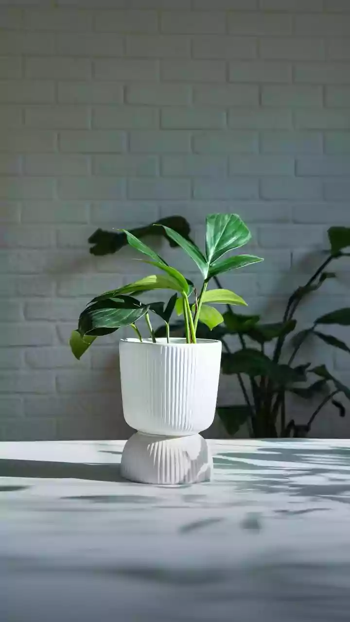 Air Quality Experts Explain Why Ventilation Still Matters More Than Houseplants