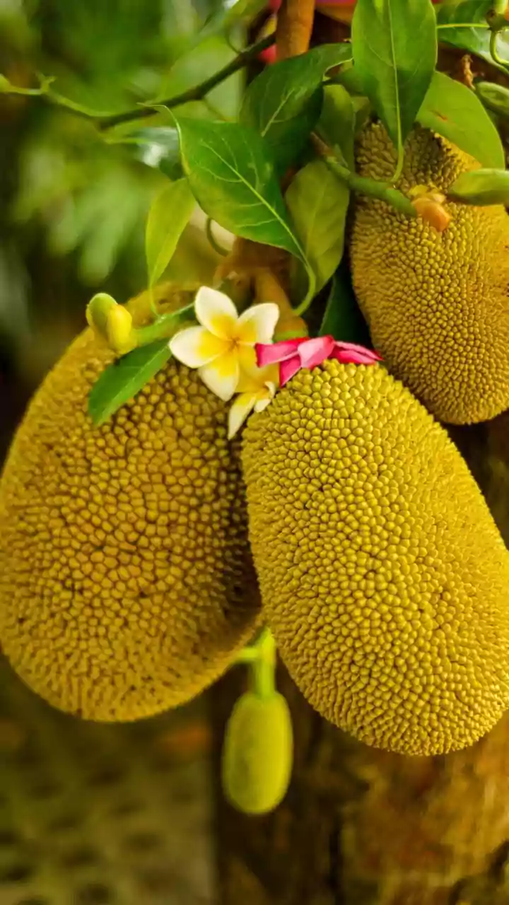 Kerala's Home Cooking Revival Is Giving Seasonal Jackfruit A New Spotlight