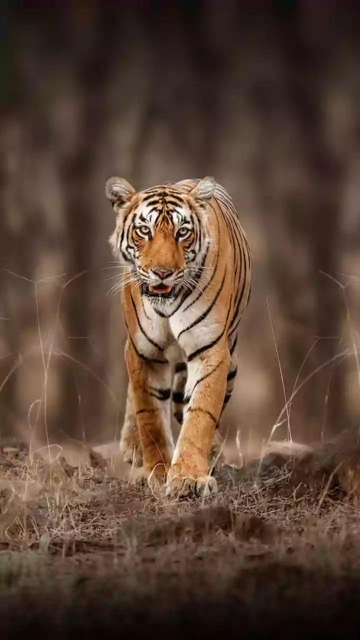 MP News: Tiger Census Kicks Off In Indore As All India Tiger Estimation 2026 Begins; State Leads India’s Biggest Wildlife Survey