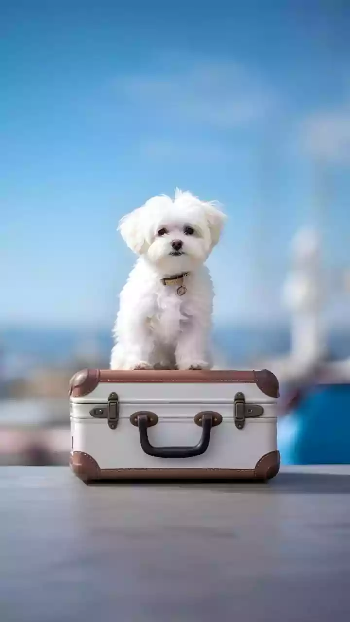 Make your balcony safe and comfortable for your dog