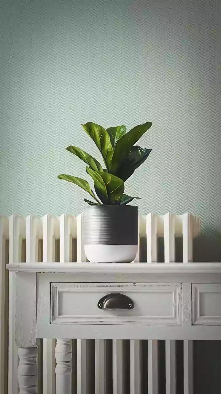 Six Houseplant Ideas For Adding Texture To Your Rooms
