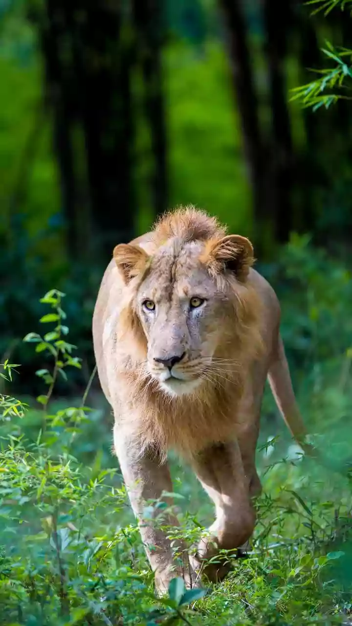 Gujarat to Mark Lion Day at Barda Sanctuary