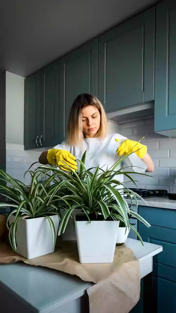 Protect Plants From High Humidity Infections By Trimming Yellow Foliage