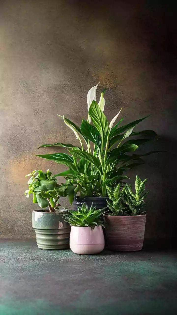 Low-maintenance air purification: Why small bedrooms benefit from having Snake Plants and Peace Lilies inside