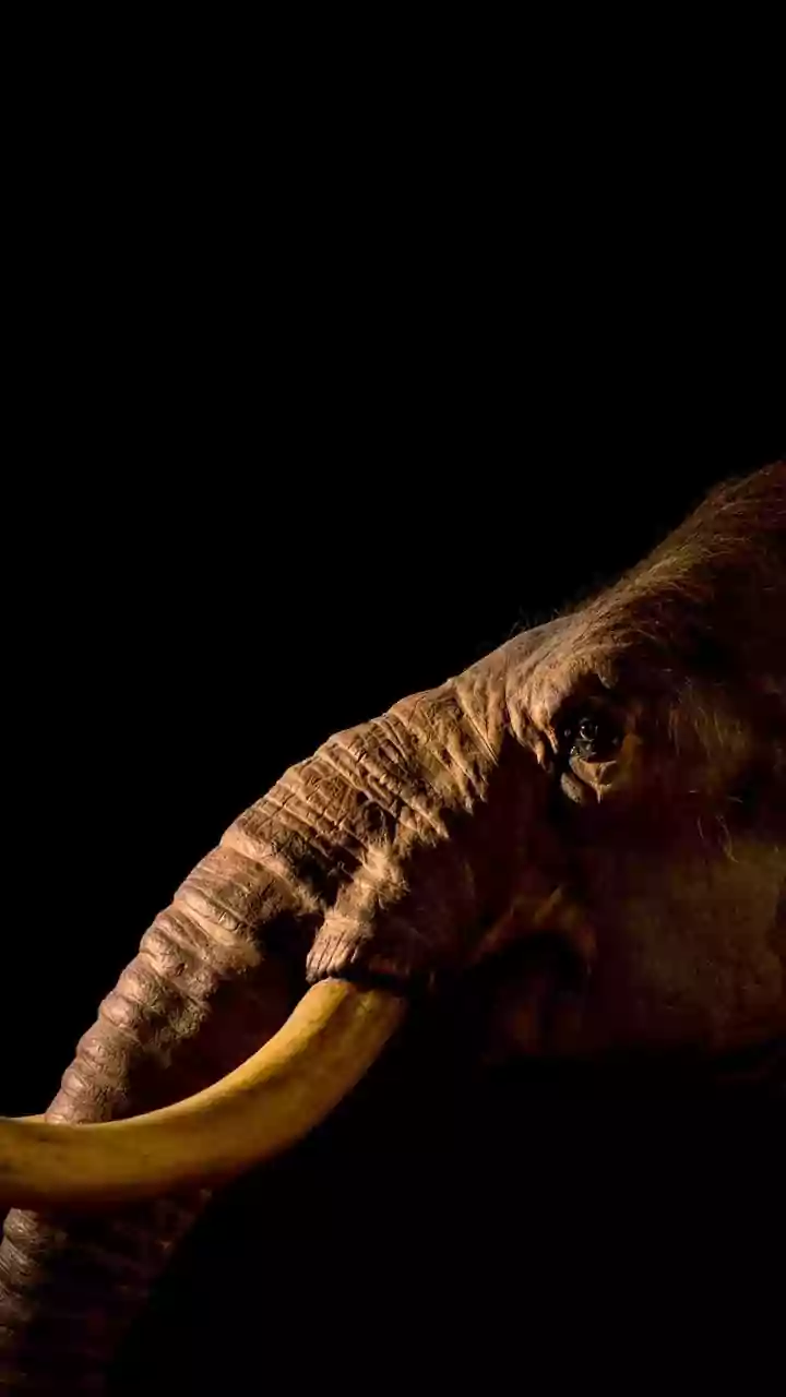 Como extinção de grandes mamíferos ocorrida há 10 mil anos causa efeitos até hoje