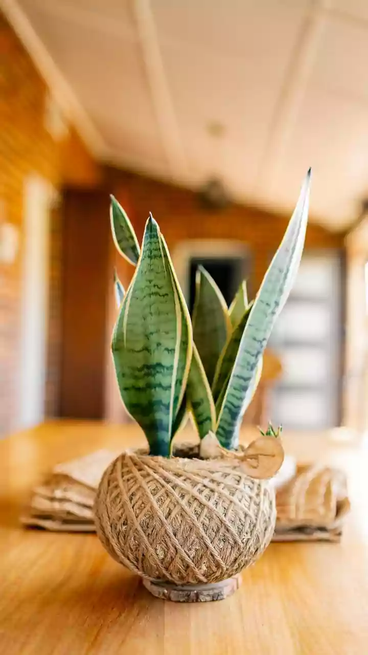 Low-maintenance greenery: How Snake Plants and Peace Lilies purify indoor air without requiring constant light