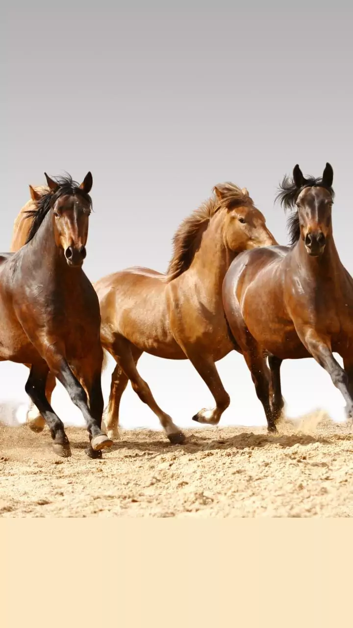 Horses really can smell fear, new study claims, and it changes their behaviour