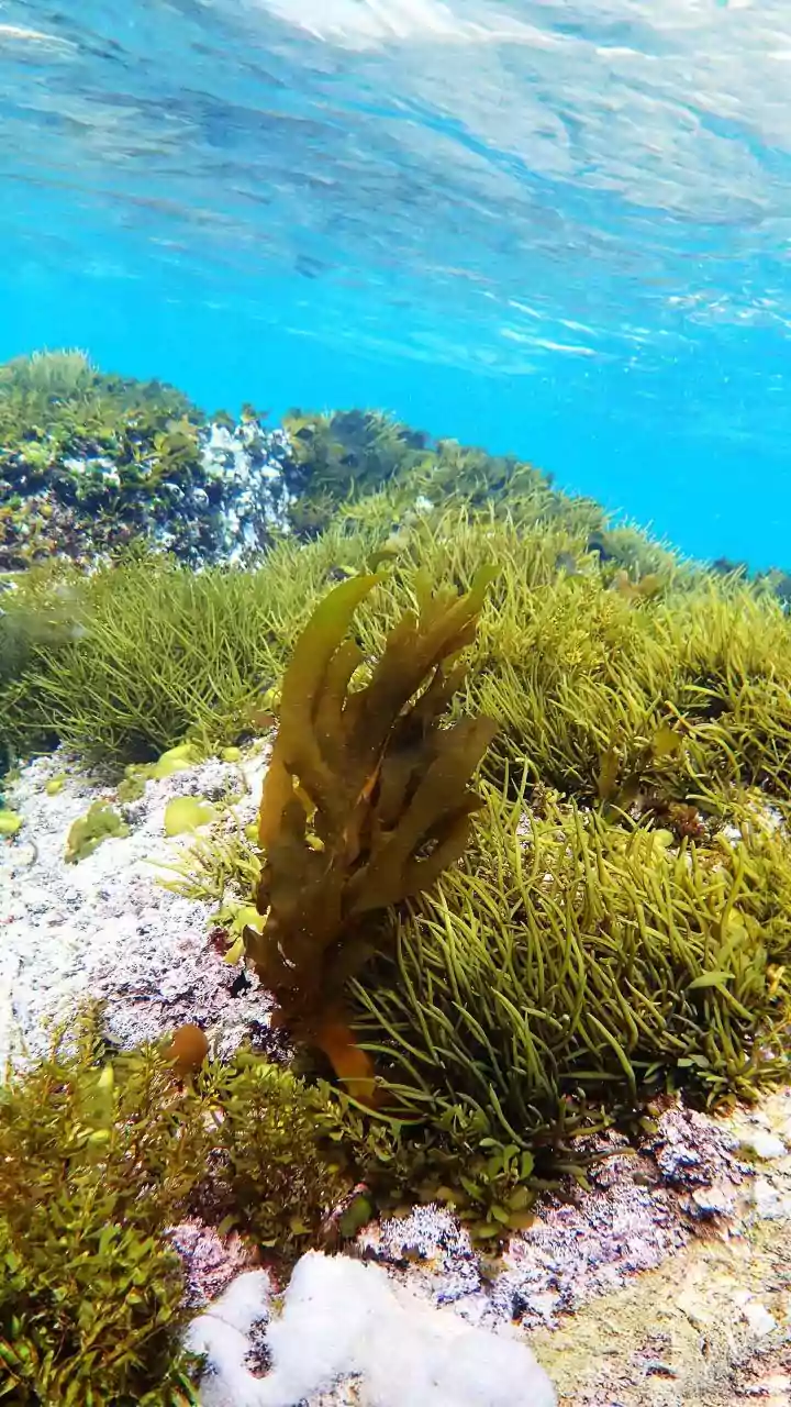 Sea Moss Skincare Trend: Will This Marine Superfood Give You The Celebrity Glow?