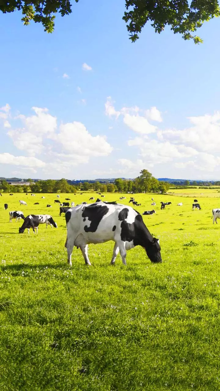 'Mutilated' bodies of cows found at carcass incineration plant in Chandigarh, probe ordered