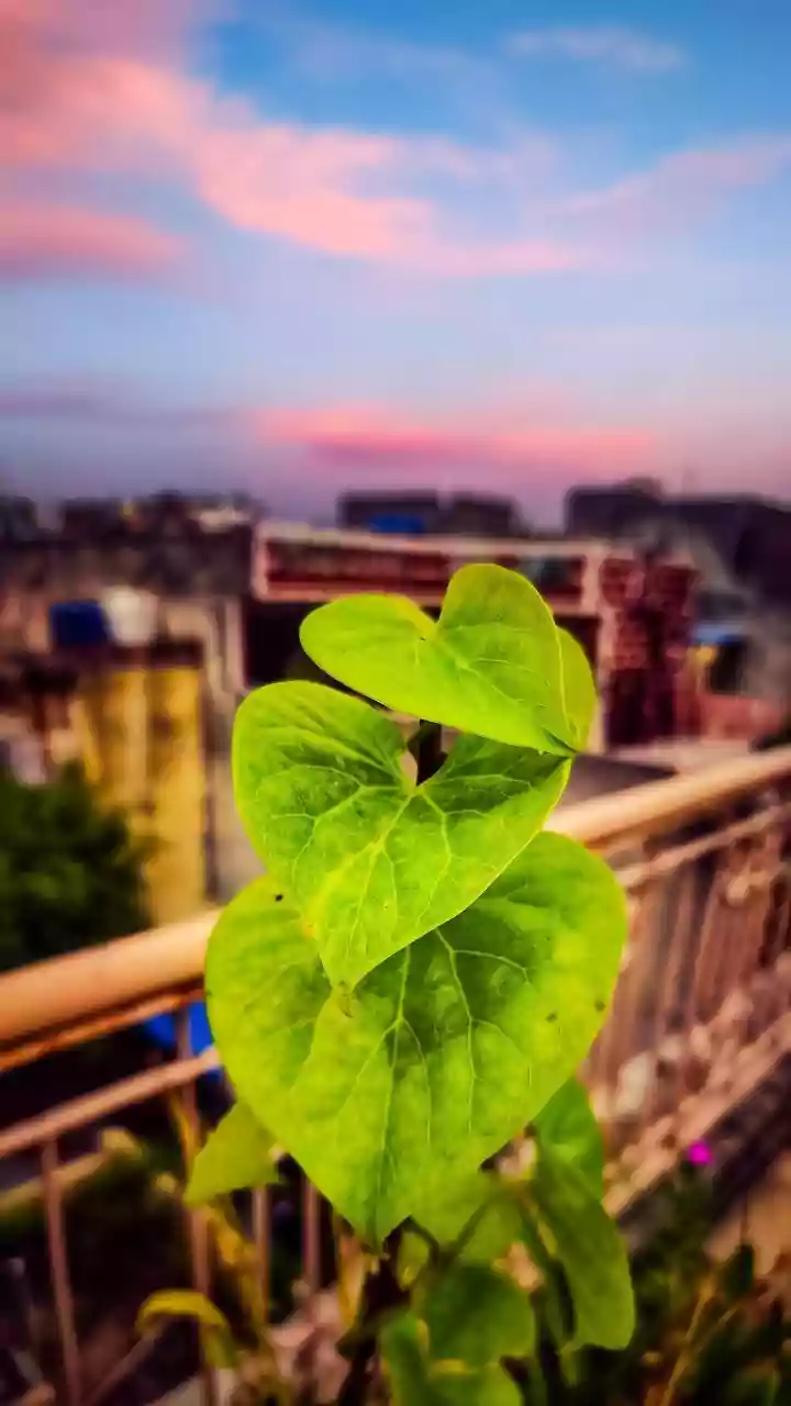 How Bengaluru's Rain-Fed Planting Window Can Connect Balcony Herbs with Leafy Greens