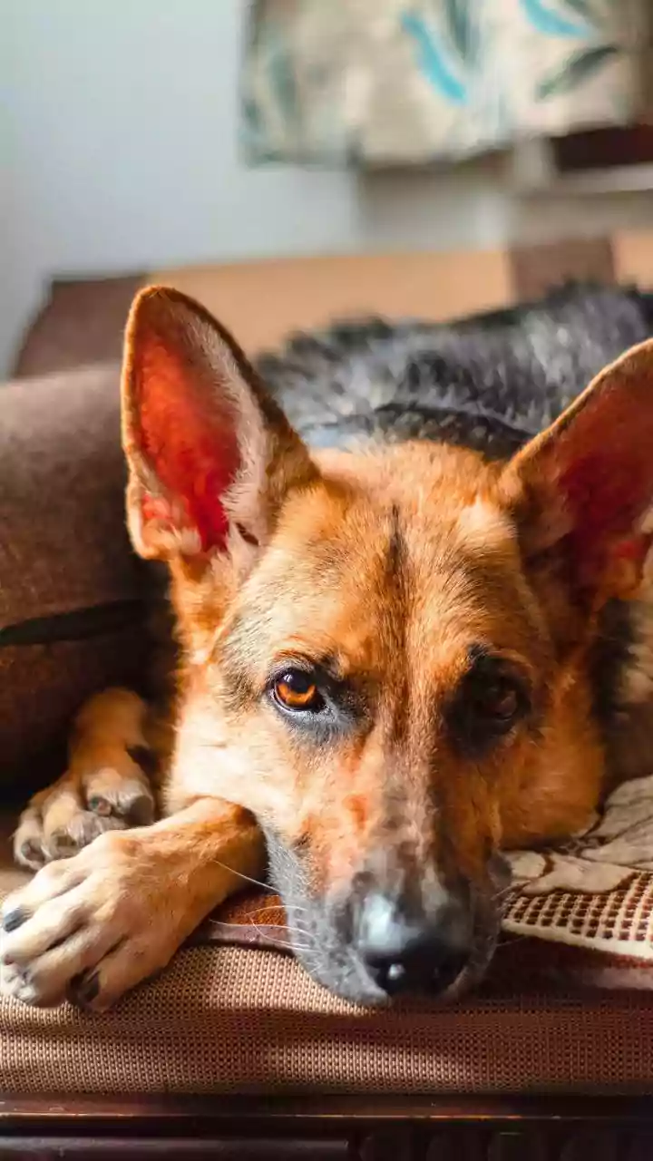 Tier-2 And Tier-3 Pet Parents Are Becoming A Bigger Part Of India’s Pet Economy