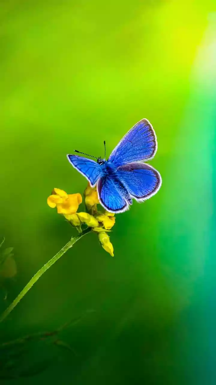 Nova espécie de mariposa homenageia Papa Leão 14 e integra linhagem com nomes “de realeza”
