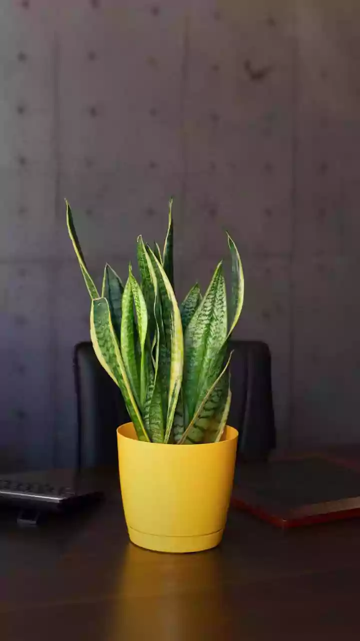Transform Your Workspace: Top Desk Plants for Positivity & Productivity