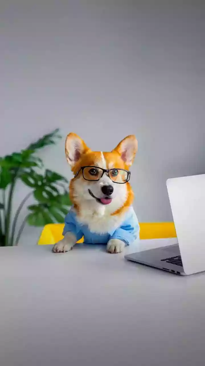 Want a dog-friendly workplace? Heres what youll need to get right