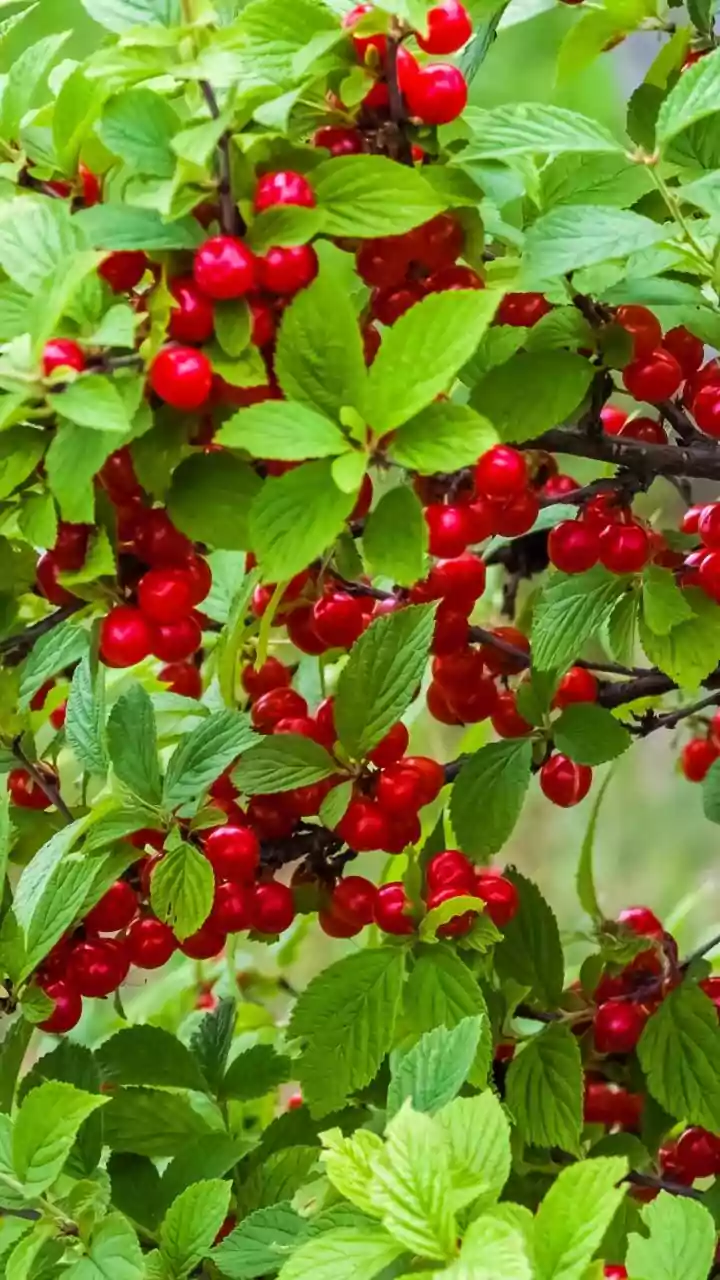 How Tart Cherry Juice Combined With Sleep Restores Muscle Tissue Rapidly