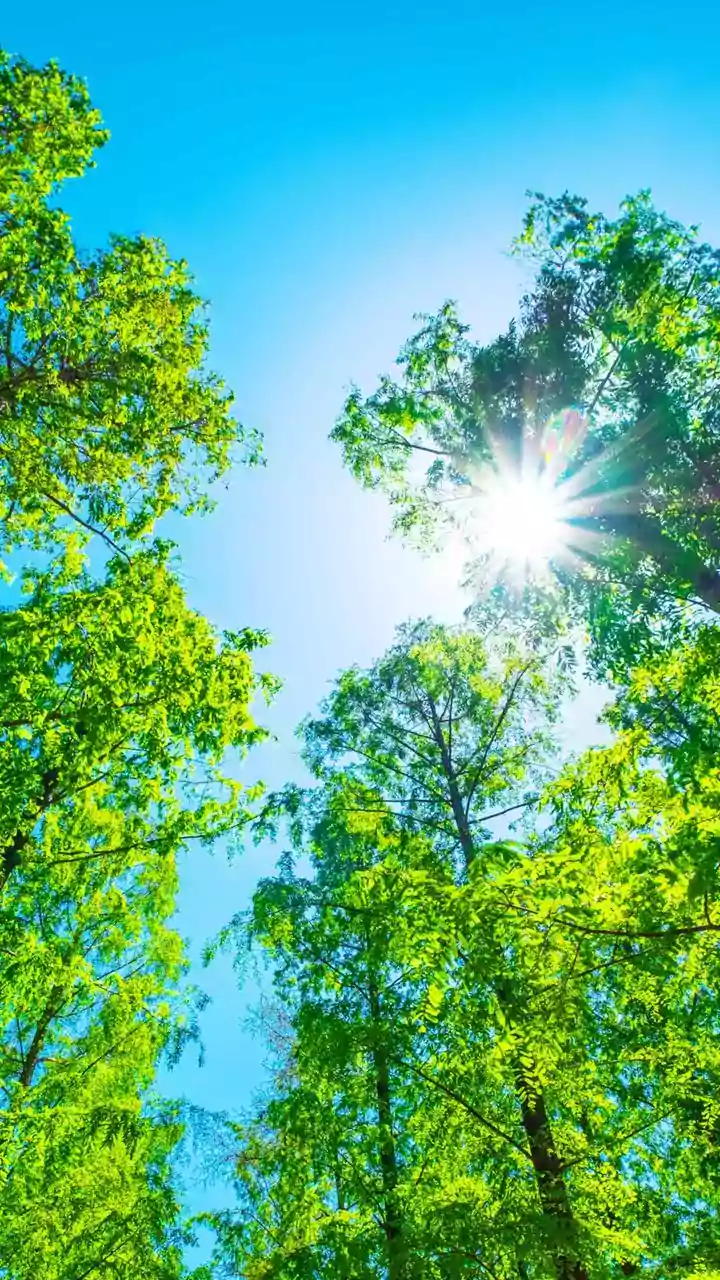 Early sunshine turns weekend walks into family photo ops