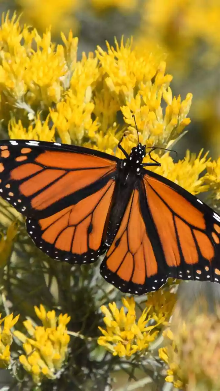 How Monarch Butterflies Migrate Generations Long To Reach Exact Winter Forests