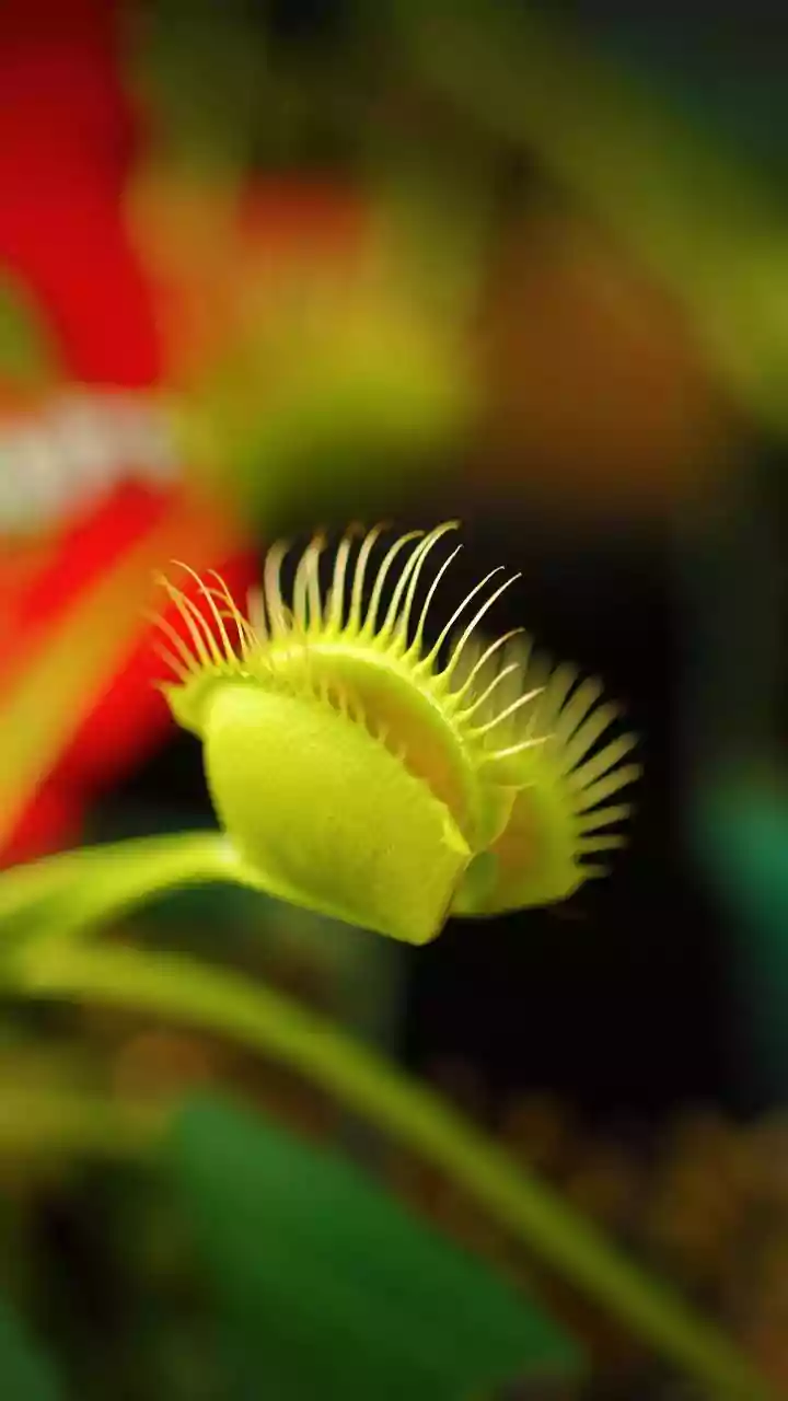 Nature's Predators: 7 Astonishing Carnivorous Plants That Feast on Insects