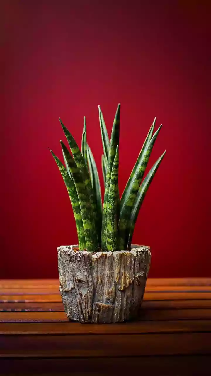 How to propagate low-maintenance house plants like Snake Plants to multiply air purification across your home