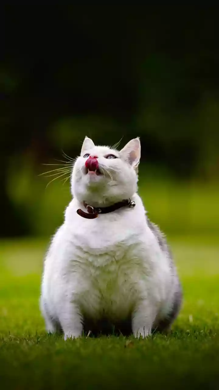 Cães e gatos obesos não são fofos! Entenda como o problema é sério