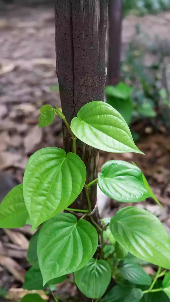 The Start of August Pruning Adds More Detail to August Plant Pruning
