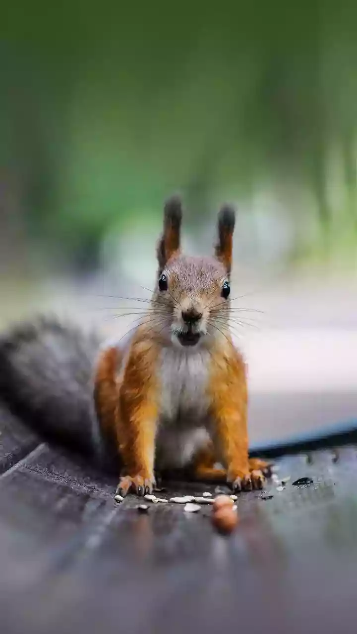 Putting Unexpected Animals Helping Forests Regenerate in Context with the 186-Species Seed-Dispersal Study