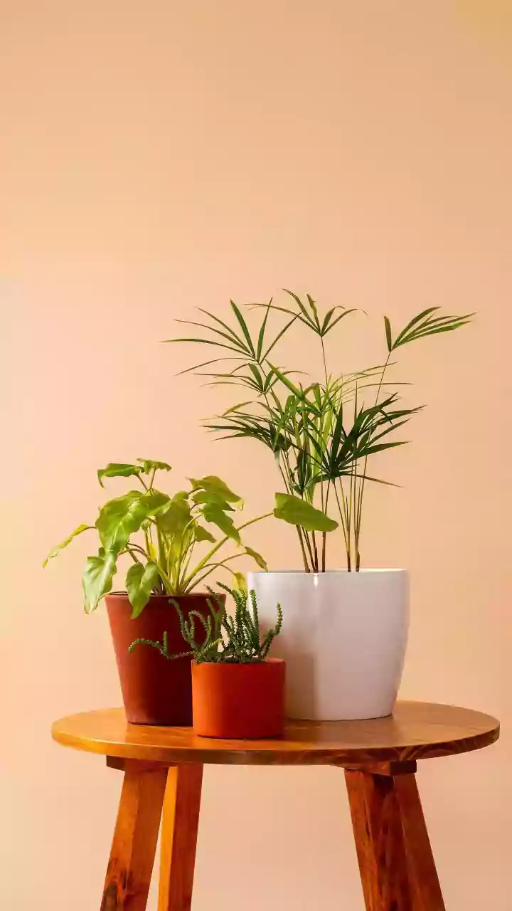 Delhi Resident's DIY Air Purifier: A Rs 2000 Success Story