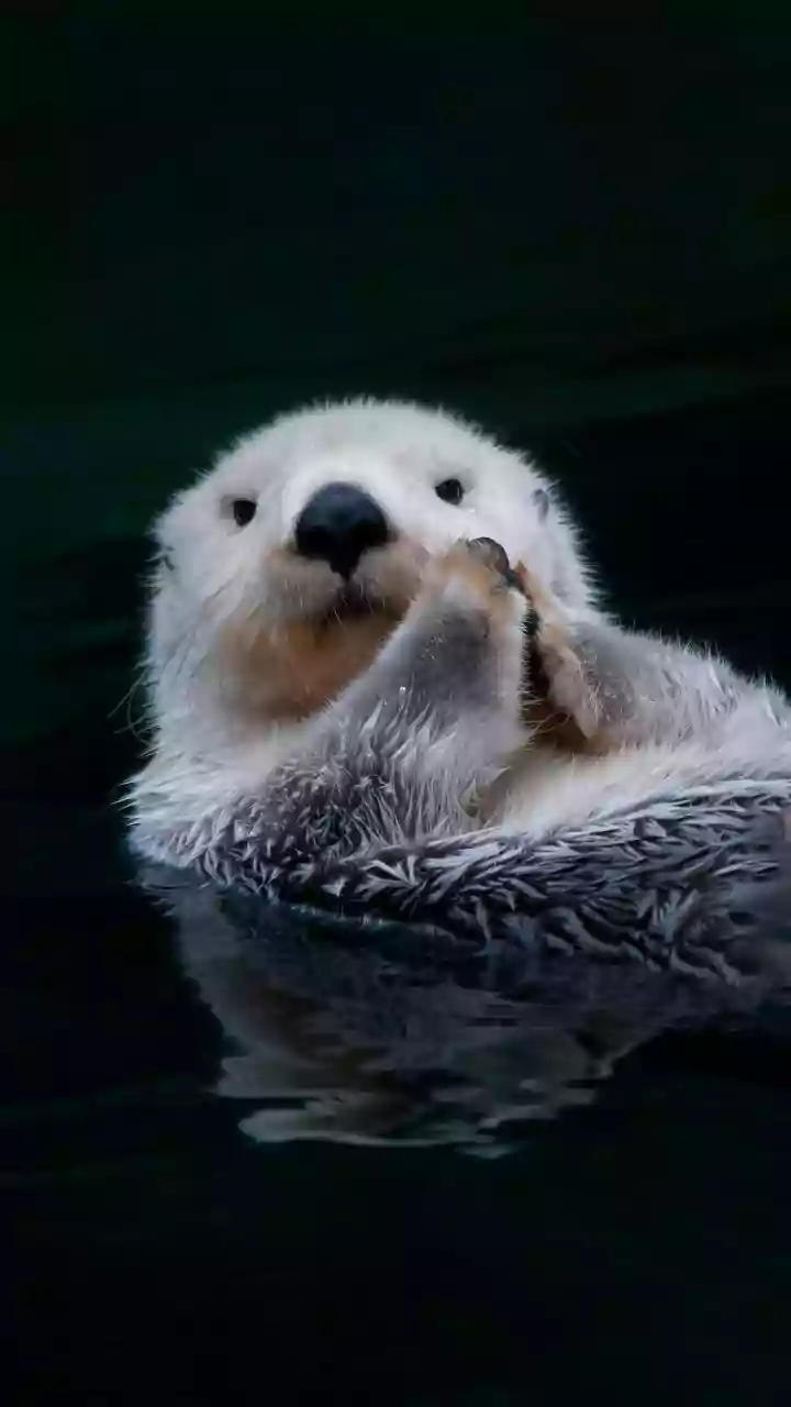 Conheça Splash, a lontra de resgate que ajuda em buscas debaixo d’água